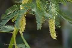Prosopis juliflora
